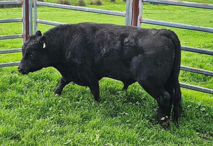 Black angus bull photo 2